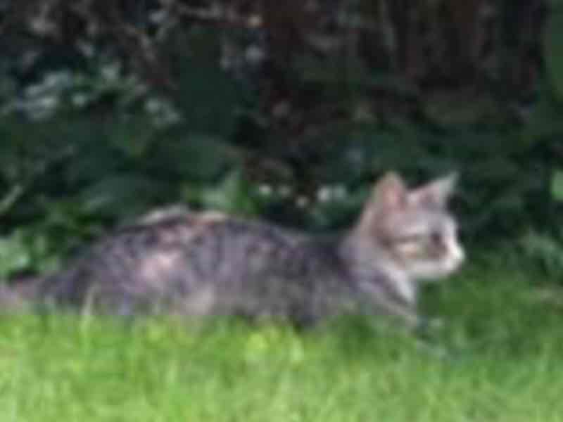 Chita