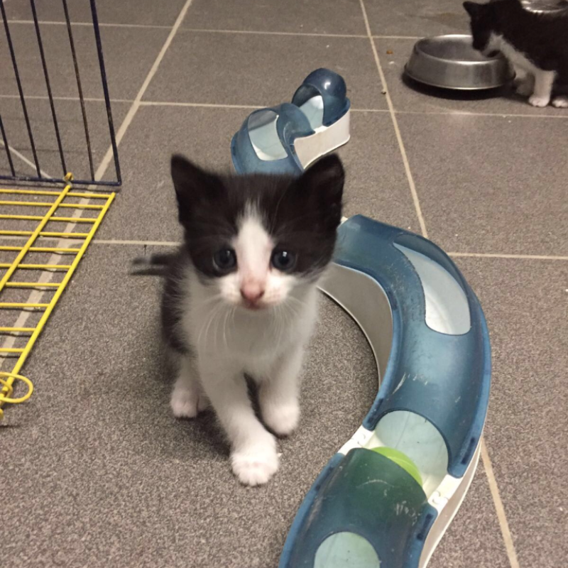 Binkie