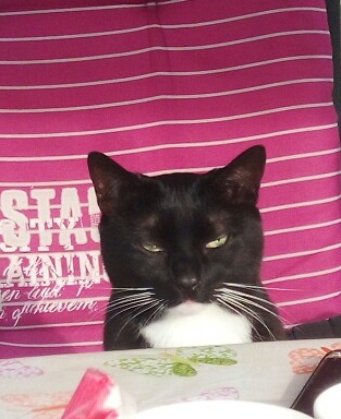 Joep