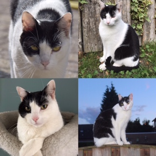 Simon