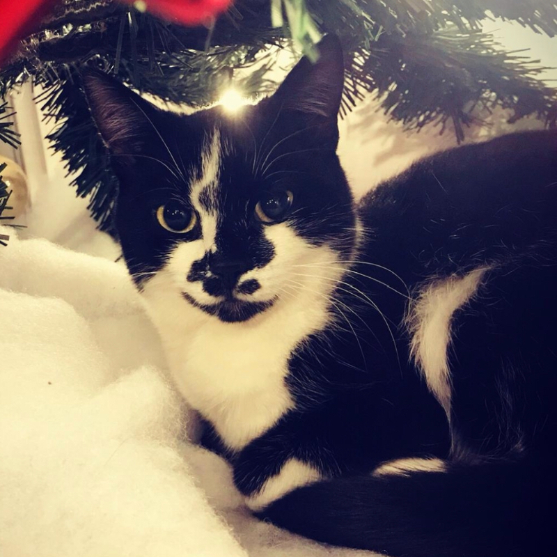 Callie