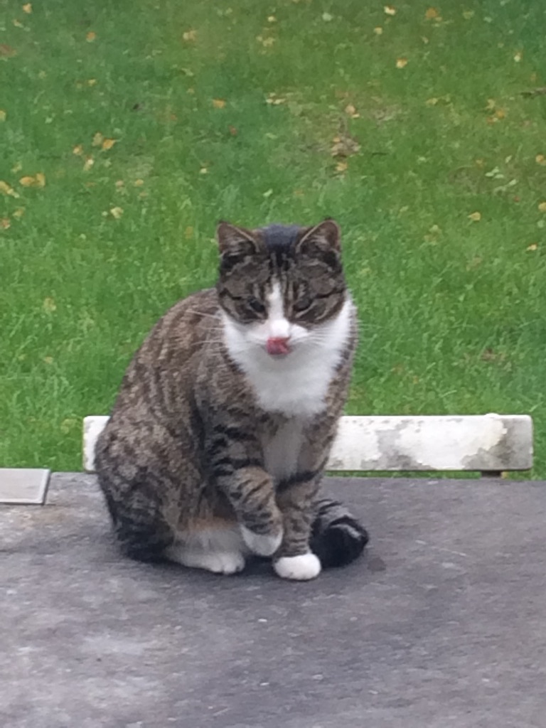Kitty