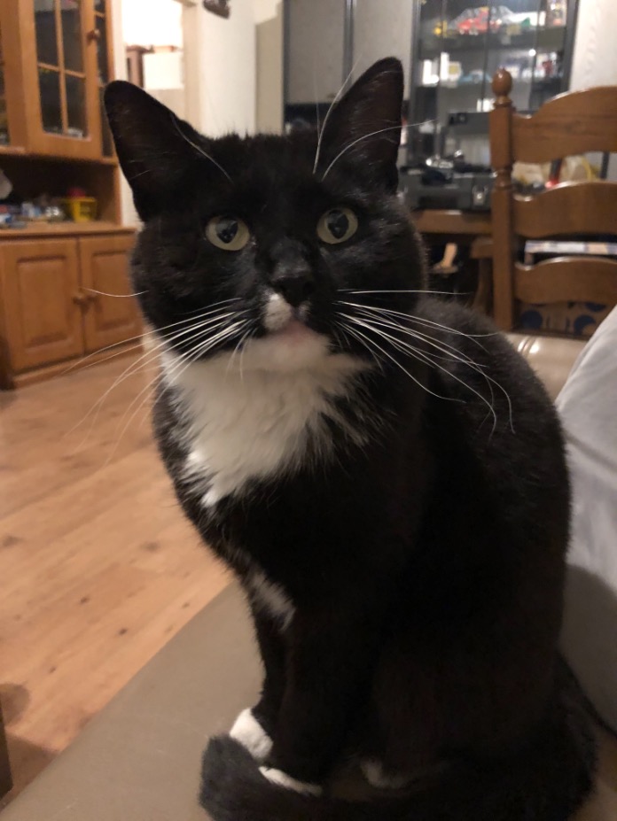 Katzi 