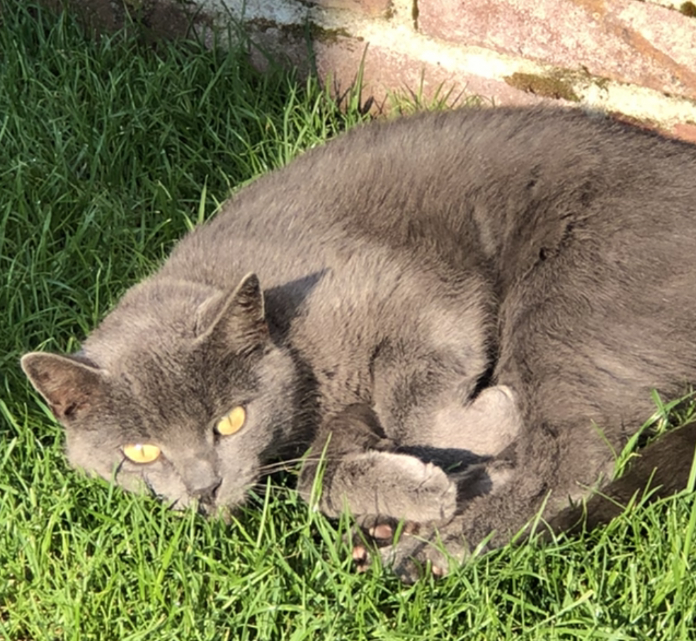 Pip