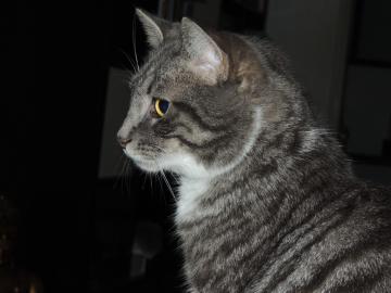 Jack
