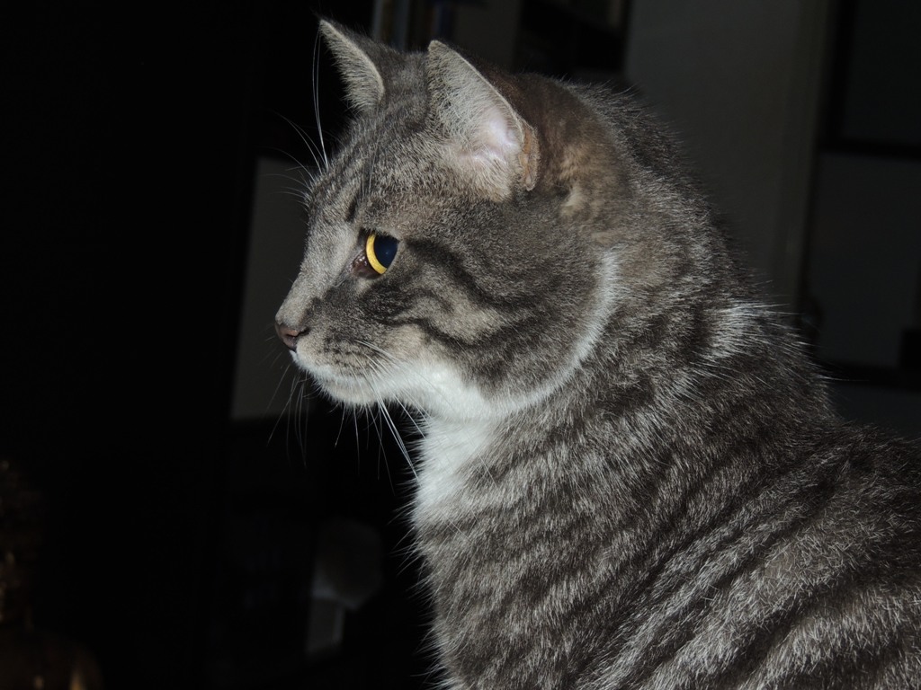 Jack