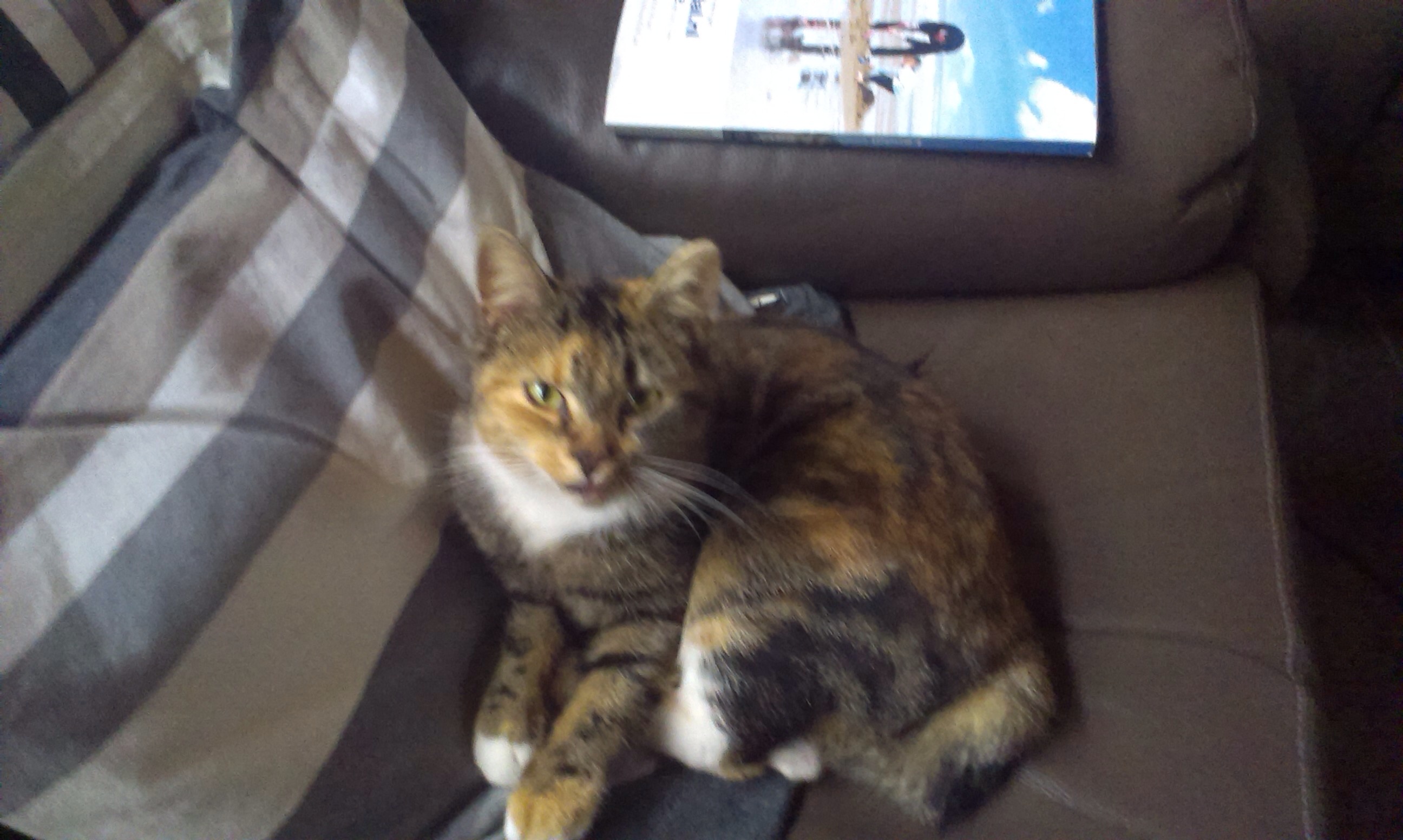 Pip