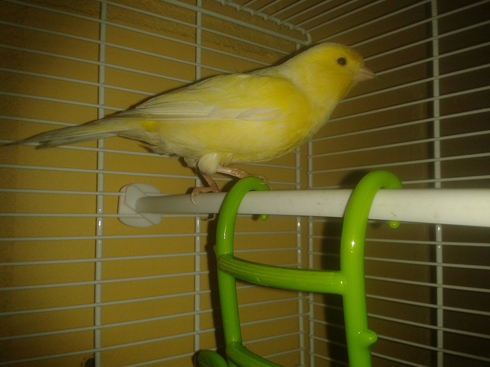 Pierewiet