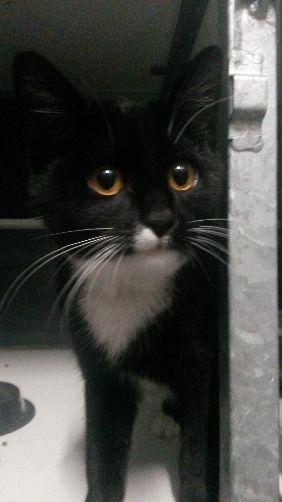 Katzi