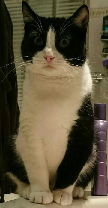 Hugo