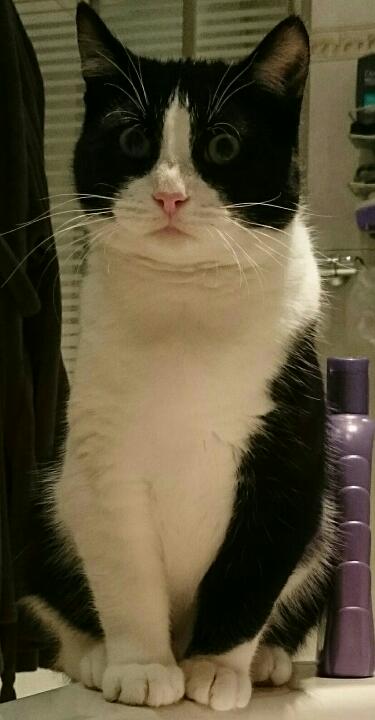 hugo
