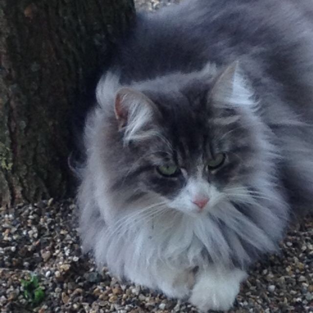 Pip