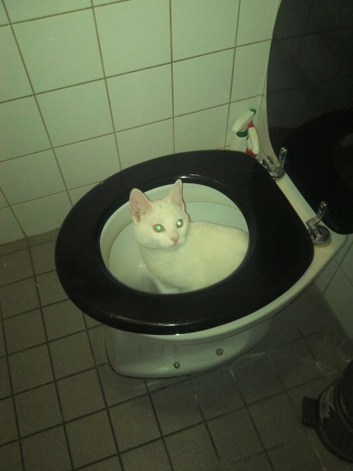 beertje