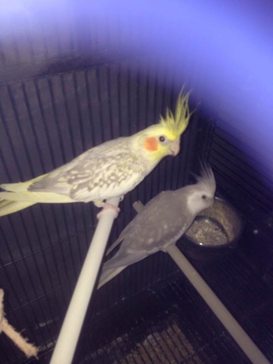 Rambo en paco