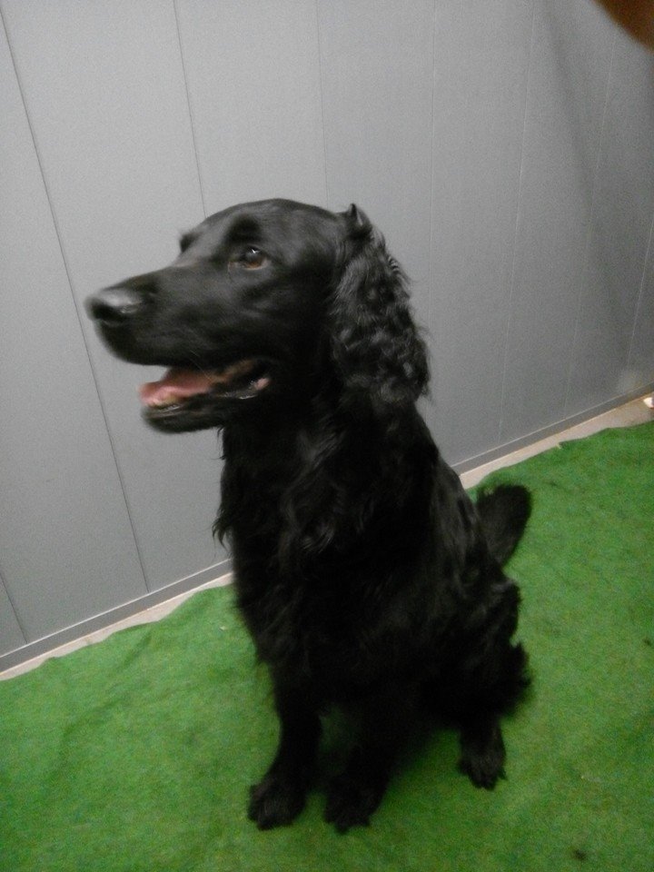 Elsa