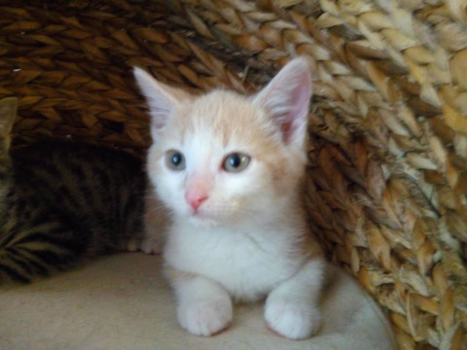 Kitten