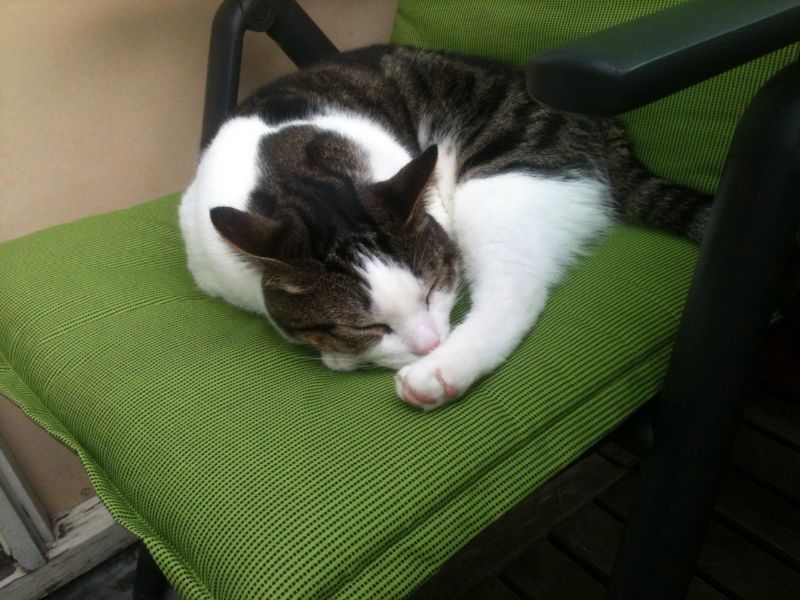 Findus