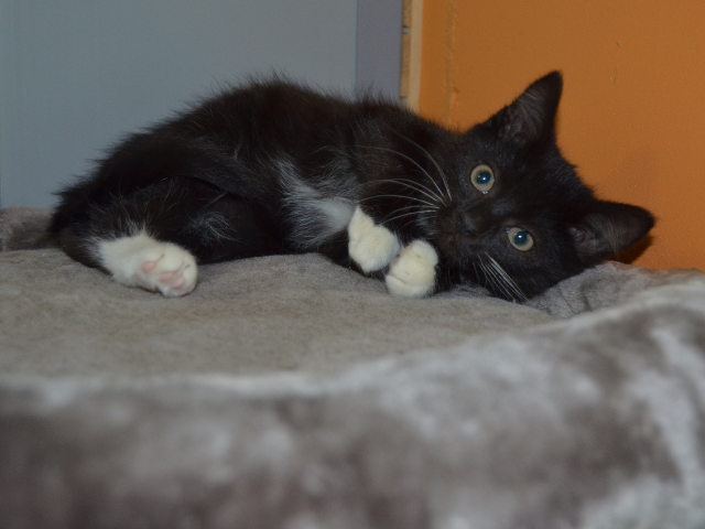 Kitten