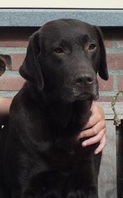 Pippie