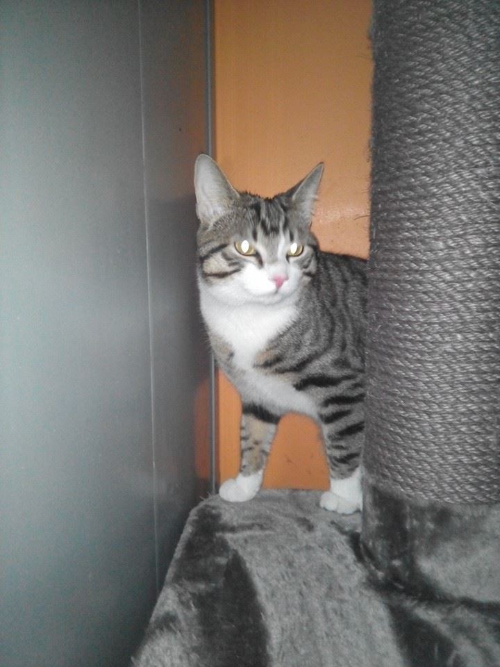 Mylo 