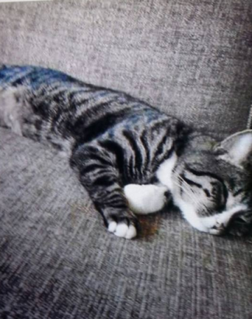 Pepper