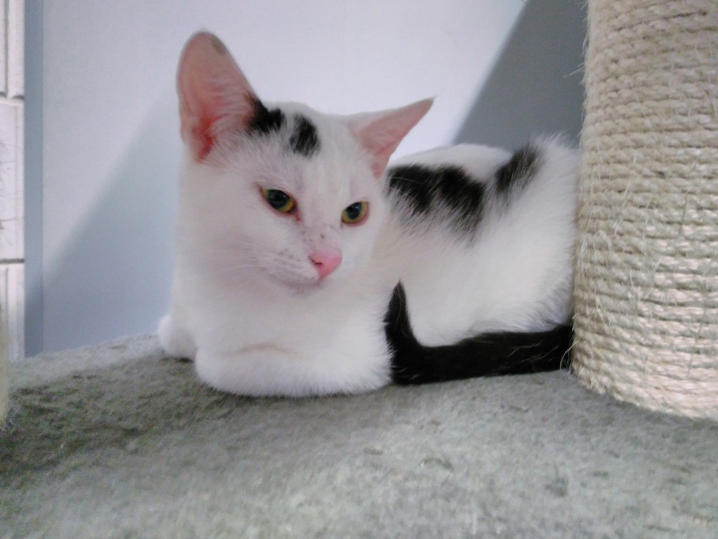 kitten