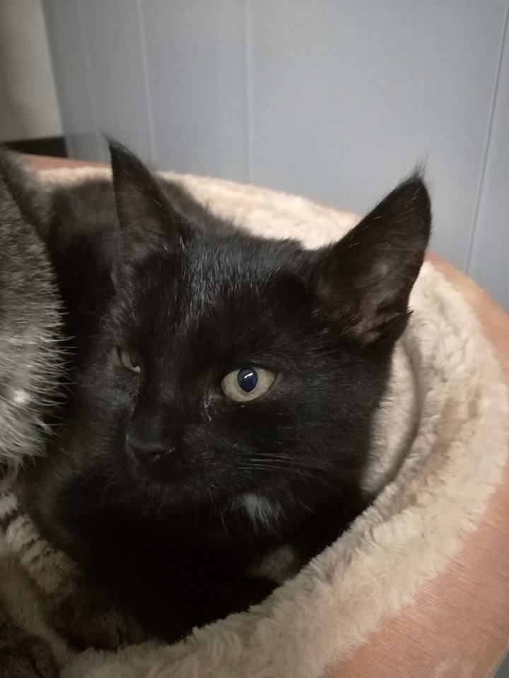 kitten 208